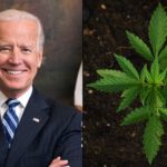 Biden Doesn’t Plan Any Marijuana Moves Ahead Of Midterms, White House Suggests