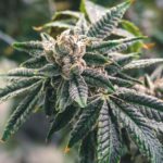 Washington State Settles With Unicorn Brands Following Synthetic THC Probe