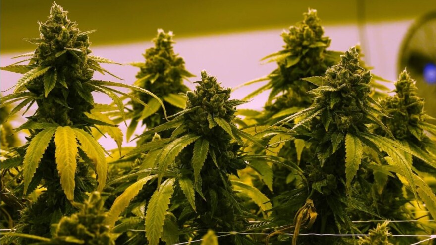 Trulieve adds $5 million to Florida's recreational marijuana initiative