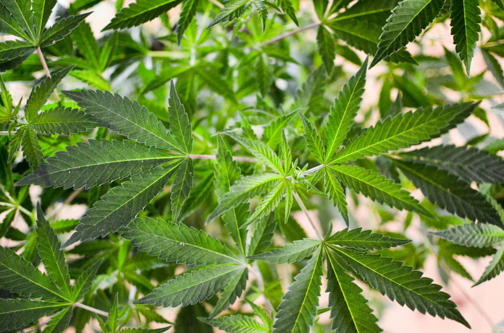 Marijuana Legalization And Expungement Bills Filed In U.S. Virgin Islands After Governor Puts Pressure On Senate Sponsor