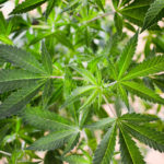 Marijuana Legalization And Expungement Bills Filed In U.S. Virgin Islands After Governor Puts Pressure On Senate Sponsor