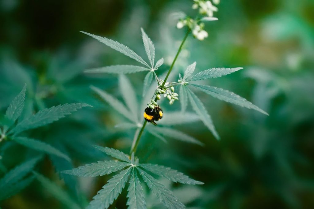 Why bees love weed — and why it might even be good for them