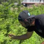 'Clean weed' creating organic buzz among cannabis users, growers