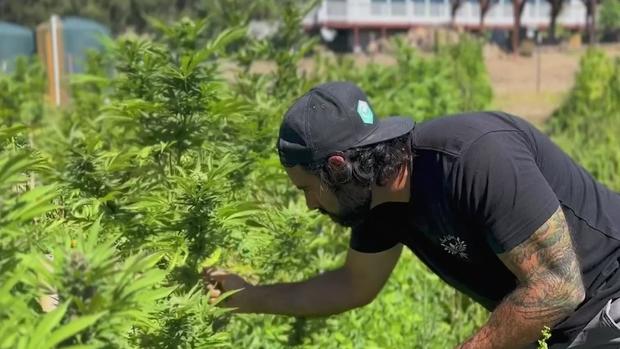 'Clean weed' creating organic buzz among cannabis users, growers