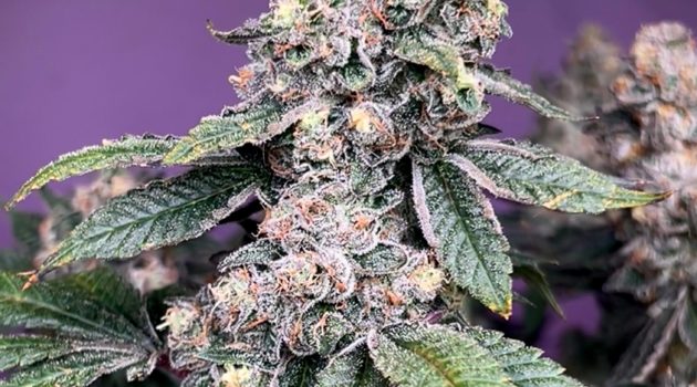 Two cannabis stores plan to open on Norwich's West Main Street. Where and when?