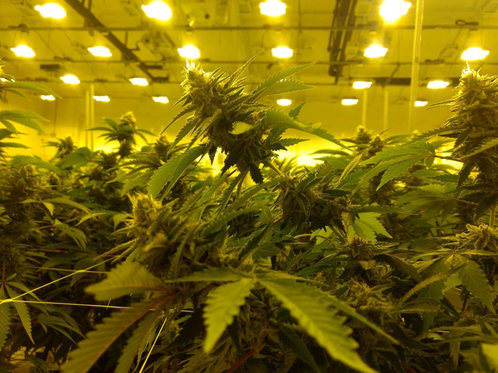 Amid sluggish recovery, economist predicts more Alaska jobs in weed and mining