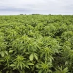 Hemp Can Be Crucial To Control Climate Change And It's Destined To Be Wildly Profitable, Win-Win?