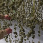 New York has $750m worth of cannabis stockpiled that growers can’t sell