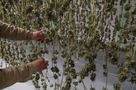 New York has $750m worth of cannabis stockpiled that growers can’t sell