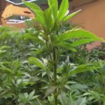 Maine cannabis caregivers rally against tobacco licenses