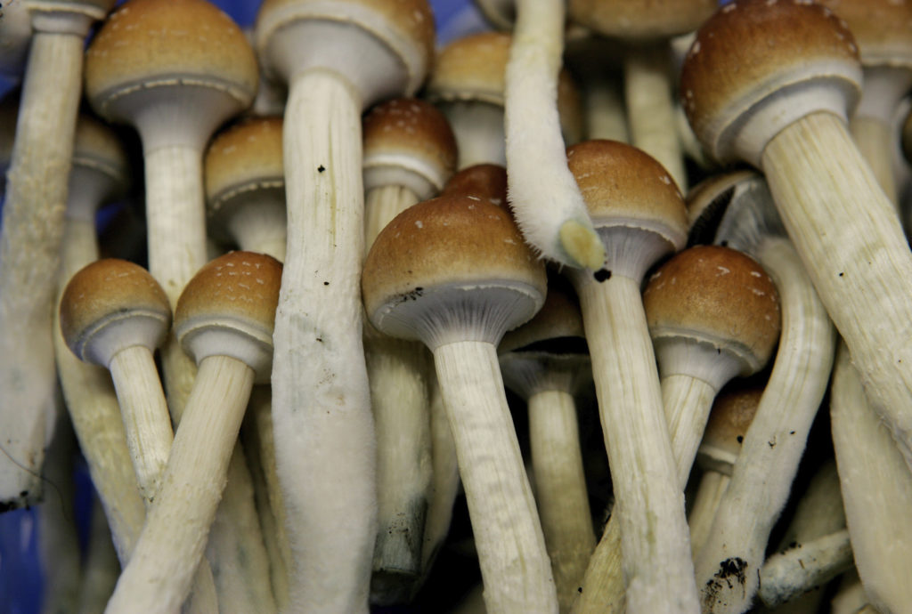 Proposition 122, decriminalizing psilocybin mushrooms, headed to victory