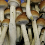 Proposition 122, decriminalizing psilocybin mushrooms, headed to victory