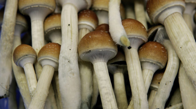 Proposition 122, decriminalizing psilocybin mushrooms, headed to victory