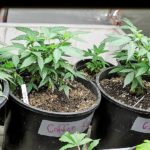Marijuana cultivation to lead Alaskan job growth over next decade