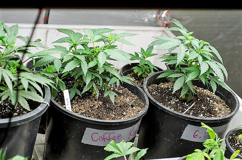 Marijuana cultivation to lead Alaskan job growth over next decade