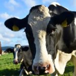 Cows Given Hemp Feed To Produce Milk With THC