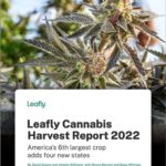 Legal cannabis is America’s 6th biggest cash crop