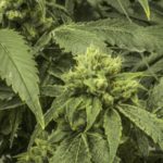 State announces $8.75 million loan fund for social equity cannabis businesses
