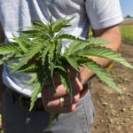 Getting through the haze, Connecticut's hemp policies differ from growing legal marijuana