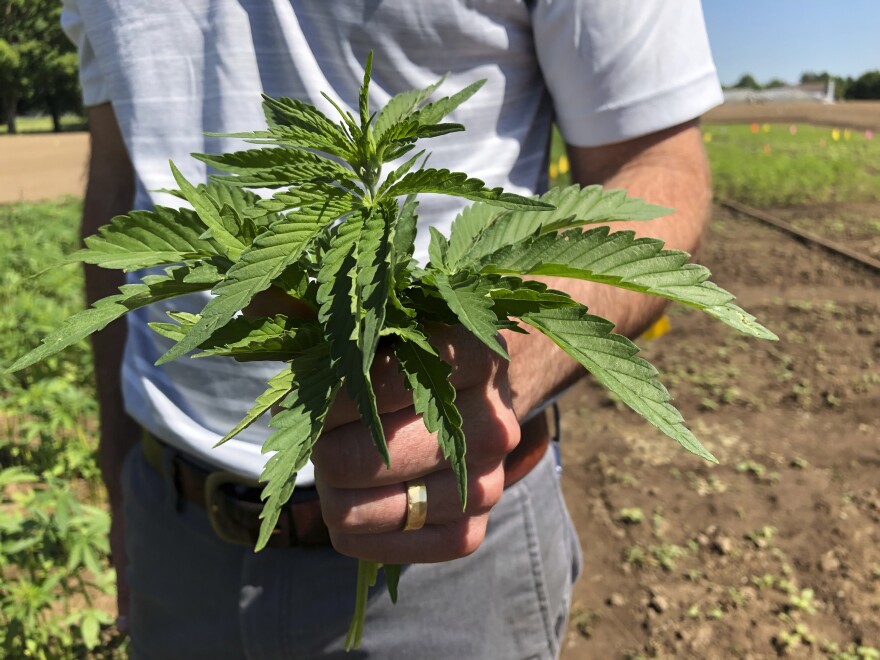 Getting through the haze, Connecticut's hemp policies differ from growing legal marijuana