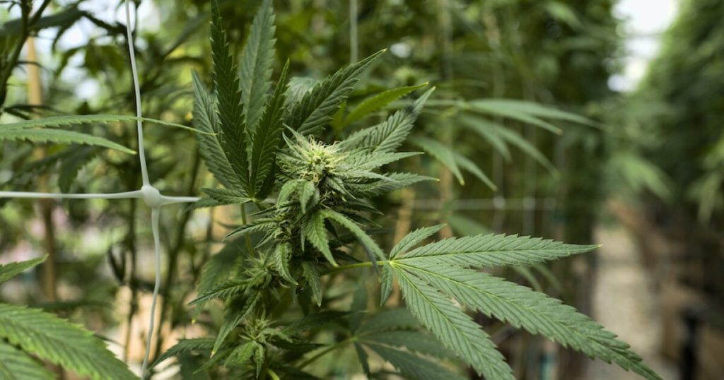 Advocates hope for new federal marijuana laws to pass in December