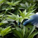 Cannabis Worker’s Death Triggers Closer OSHA Industry Scrutiny