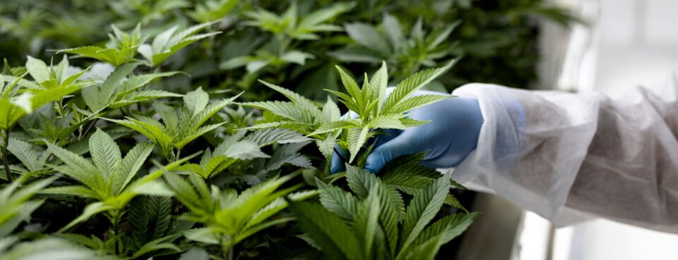 Cannabis Worker’s Death Triggers Closer OSHA Industry Scrutiny