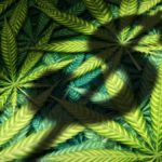 Cannabis News Week: Schumer Makes Last-Ditch Effort to Help Marijuana Sellers