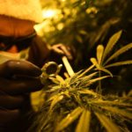 A high ambition: Italian Army aims for self-sufficient cannabis market