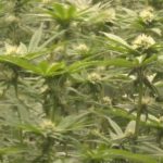 Michigan marijuana prices at all-time low