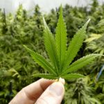 Massachusetts now allows use of pesticides in cannabis cultivation