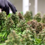 Cannabis Researchers Published 4,300 Scientific Papers in 2022