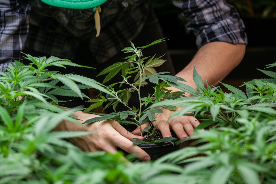 A Tallahassee medical-marijuana operator could face a class-action lawsuit over layoffs