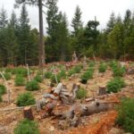 Illegal pot grows are making forests high on water contamination