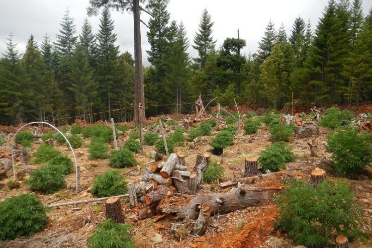 Illegal pot grows are making forests high on water contamination