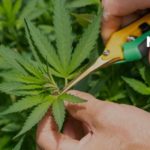 5 Interesting Facts About Cannabis