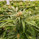 Canadian recreational cannabis sales fall for second straight month