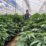 Colombian cannabis firm Clever Leaves to exit Portugal, cut 21% of workforce