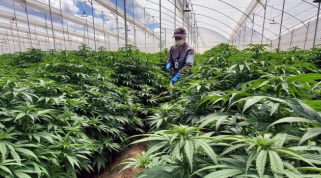 Colombian cannabis firm Clever Leaves to exit Portugal, cut 21% of workforce