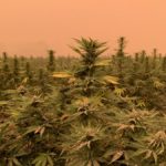 Data Bank: Oregon cannabis jobs trimmed as prices and harvest declined