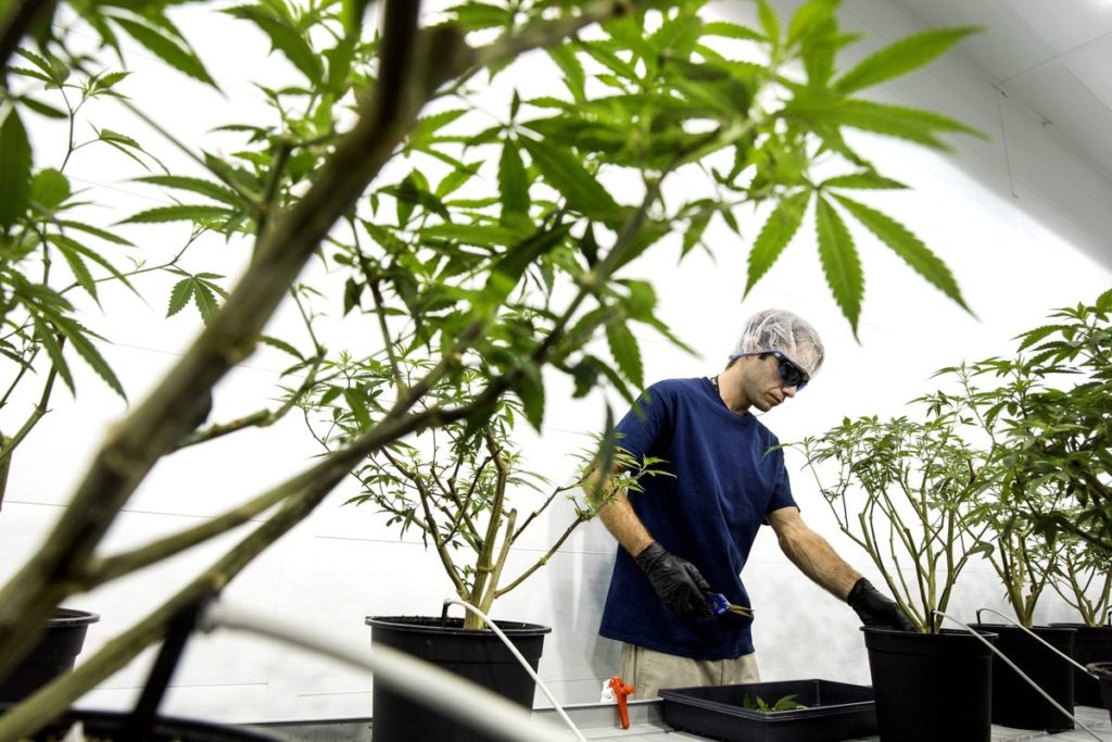 Beer-Backed Pot Giant Canopy Cuts 60% of Jobs, Citing Black Market