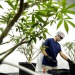 Beer-Backed Pot Giant Canopy Cuts 60% of Jobs, Citing Black Market