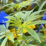 Louisiana's largest medical marijuana farm doubles weed growing capacity