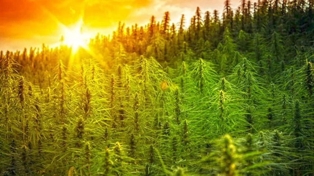 Delta-8 brouhaha creates marijuana opportunity in next federal Farm Bill
