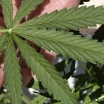 Florida to open medical marijuana license applications, will double number of licenses