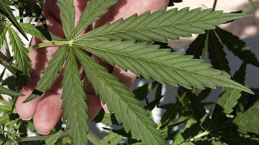 Florida to open medical marijuana license applications, will double number of licenses