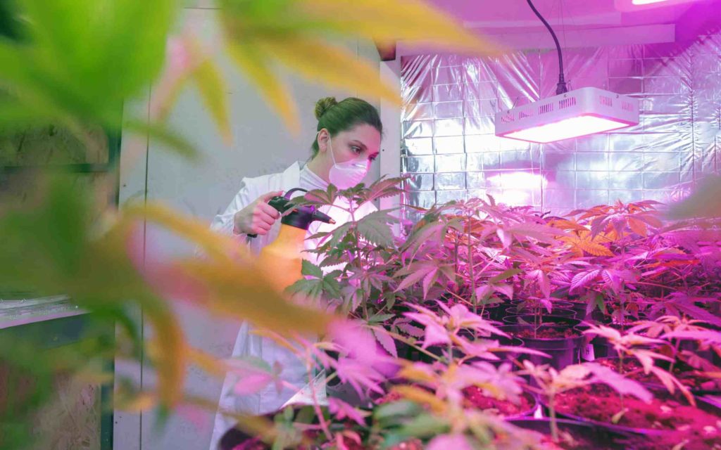 Pennsylvania Lawmakers Will Introduce Bill Allowing Farmers To Grow Medical Pot