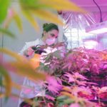 Pennsylvania Lawmakers Will Introduce Bill Allowing Farmers To Grow Medical Pot