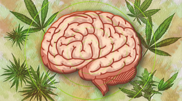 Yale digs into the science of cannabis