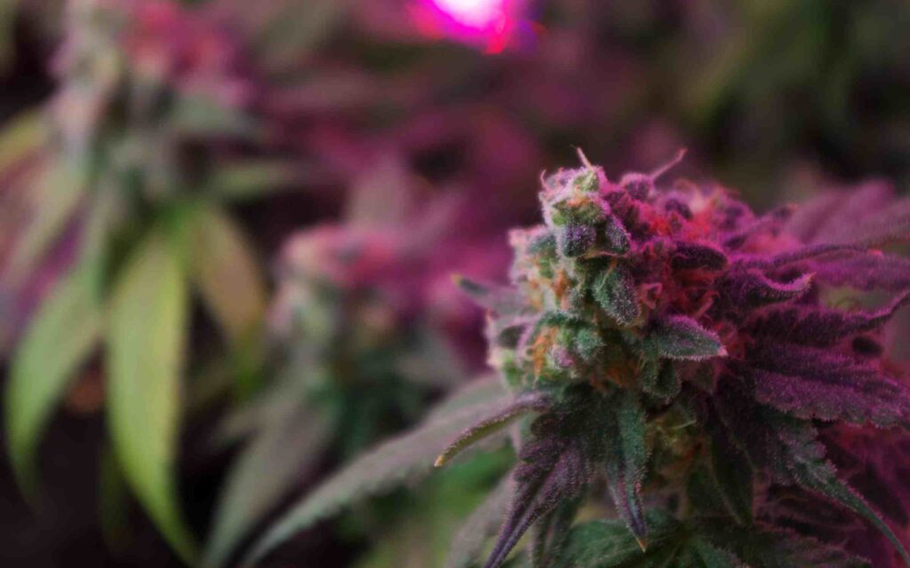 New York’s First Woman-Owned Dispensary Opens Tomorrow